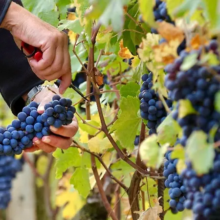 Teodolinda * Santa Vittoria dʼAlba